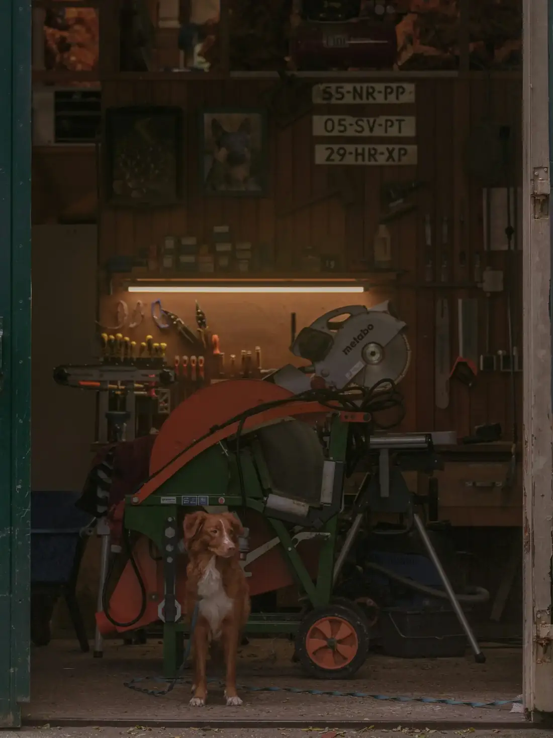 Copeau, le chien de l'atelier, debout au milieu des machines